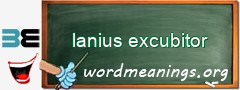 WordMeaning blackboard for lanius excubitor